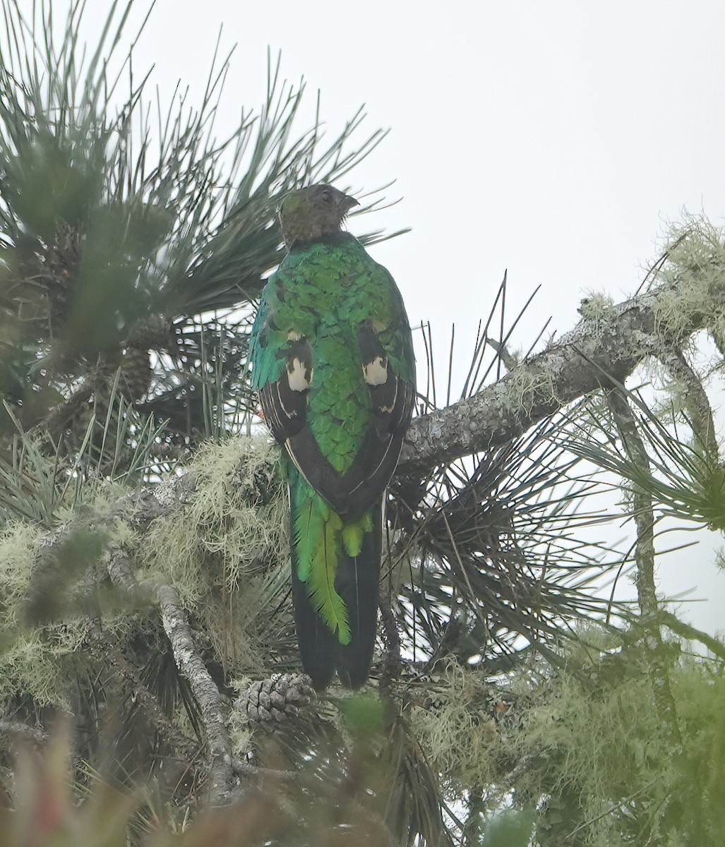 White-tipped Quetzal - ML622366725