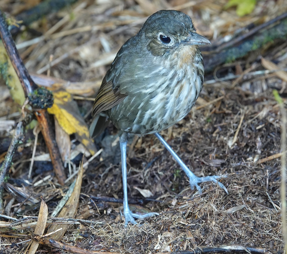 Santa Marta Antpitta - ML622366799