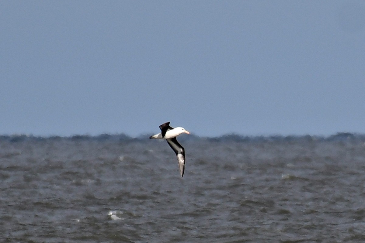 Black-browed Albatross - ML622366859