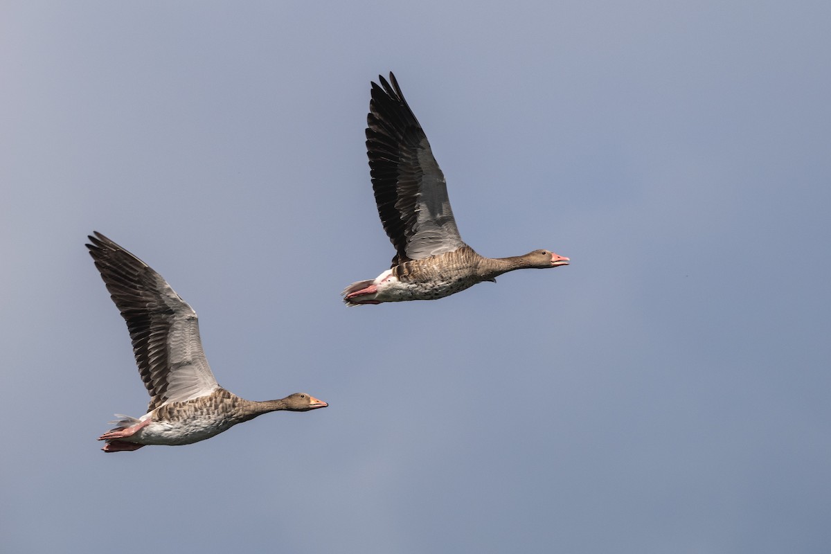 Graylag Goose - ML622366883