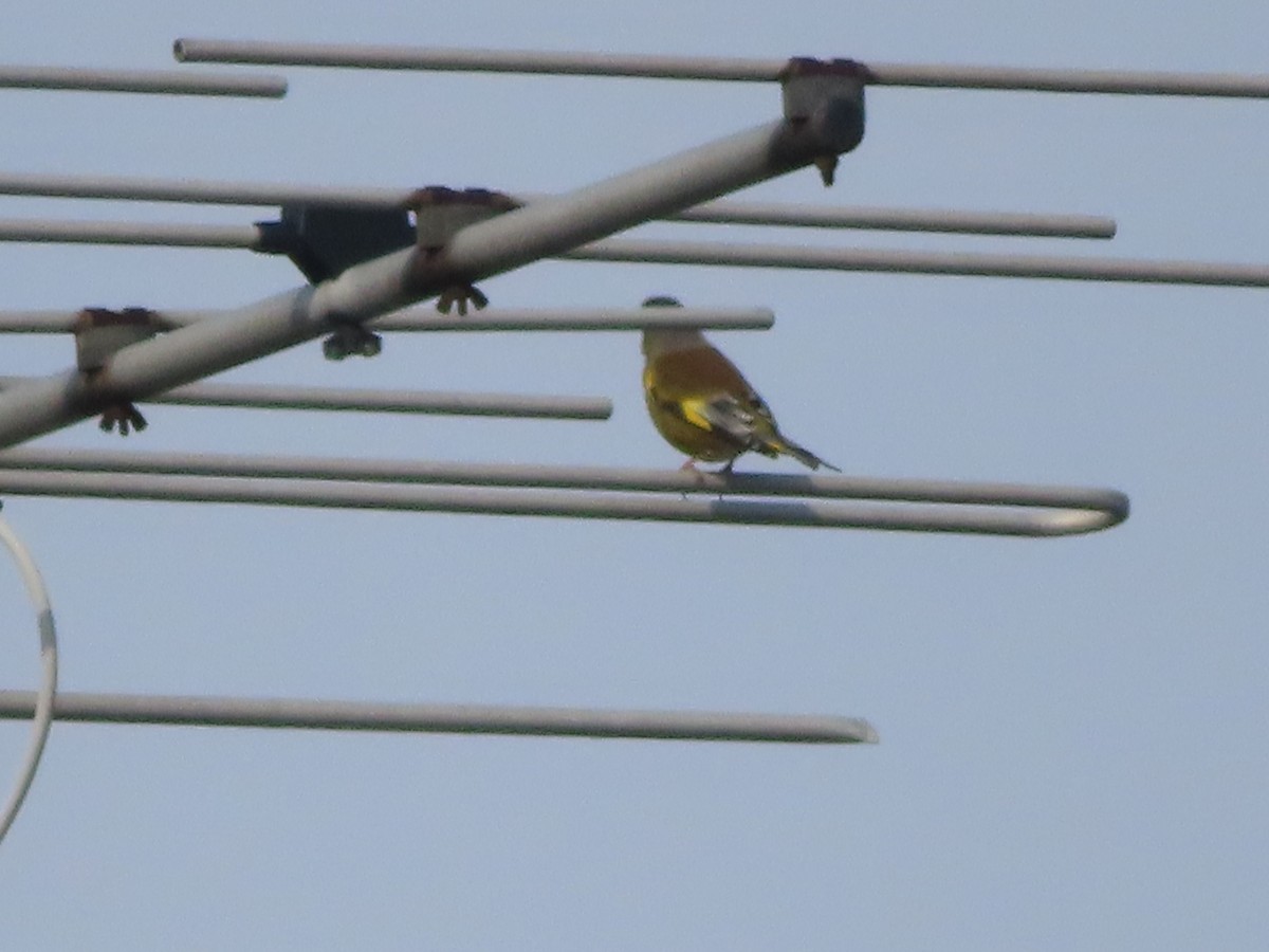 Oriental Greenfinch - ML622366893