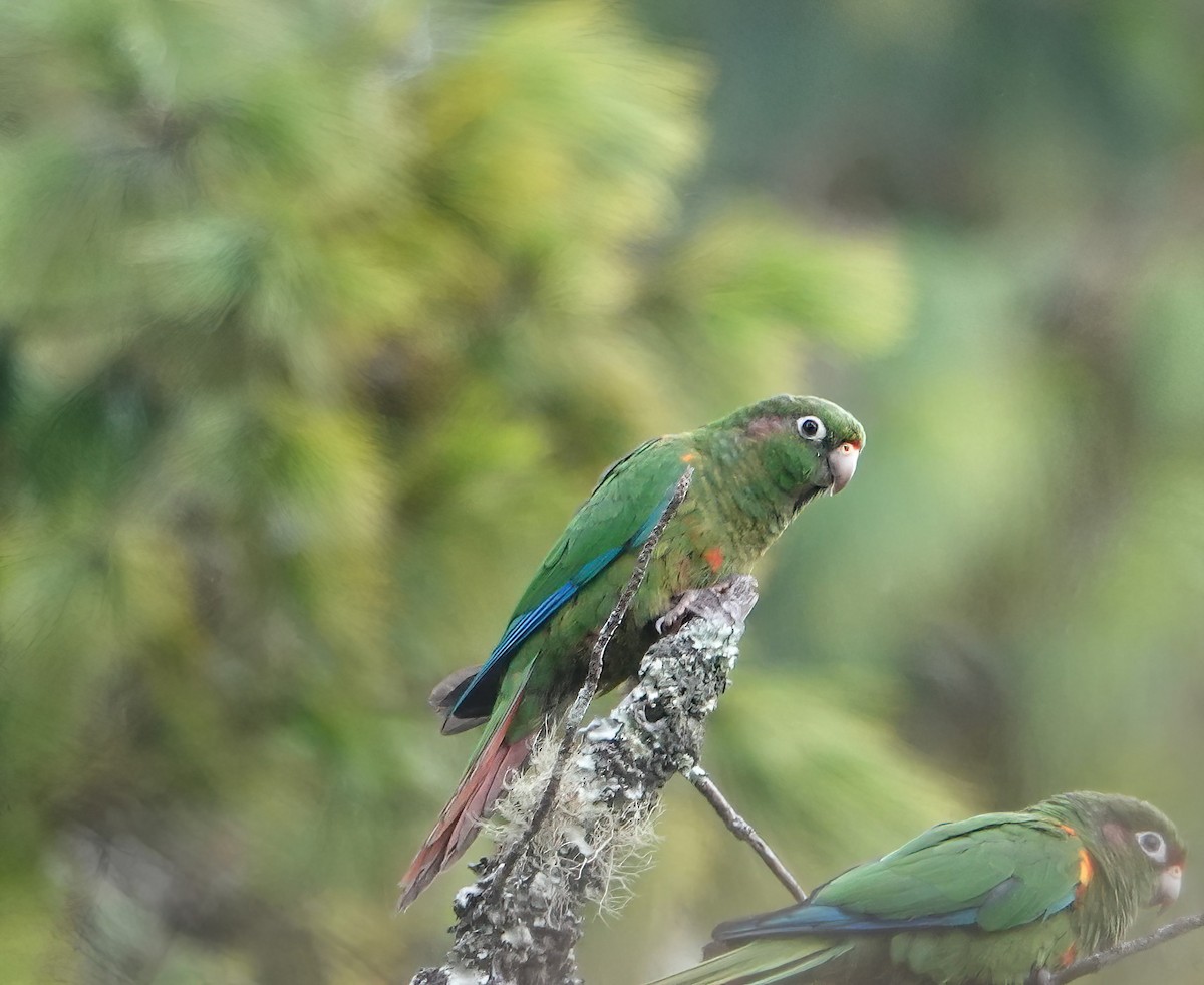 Santa Marta Parakeet - Cat McGraw