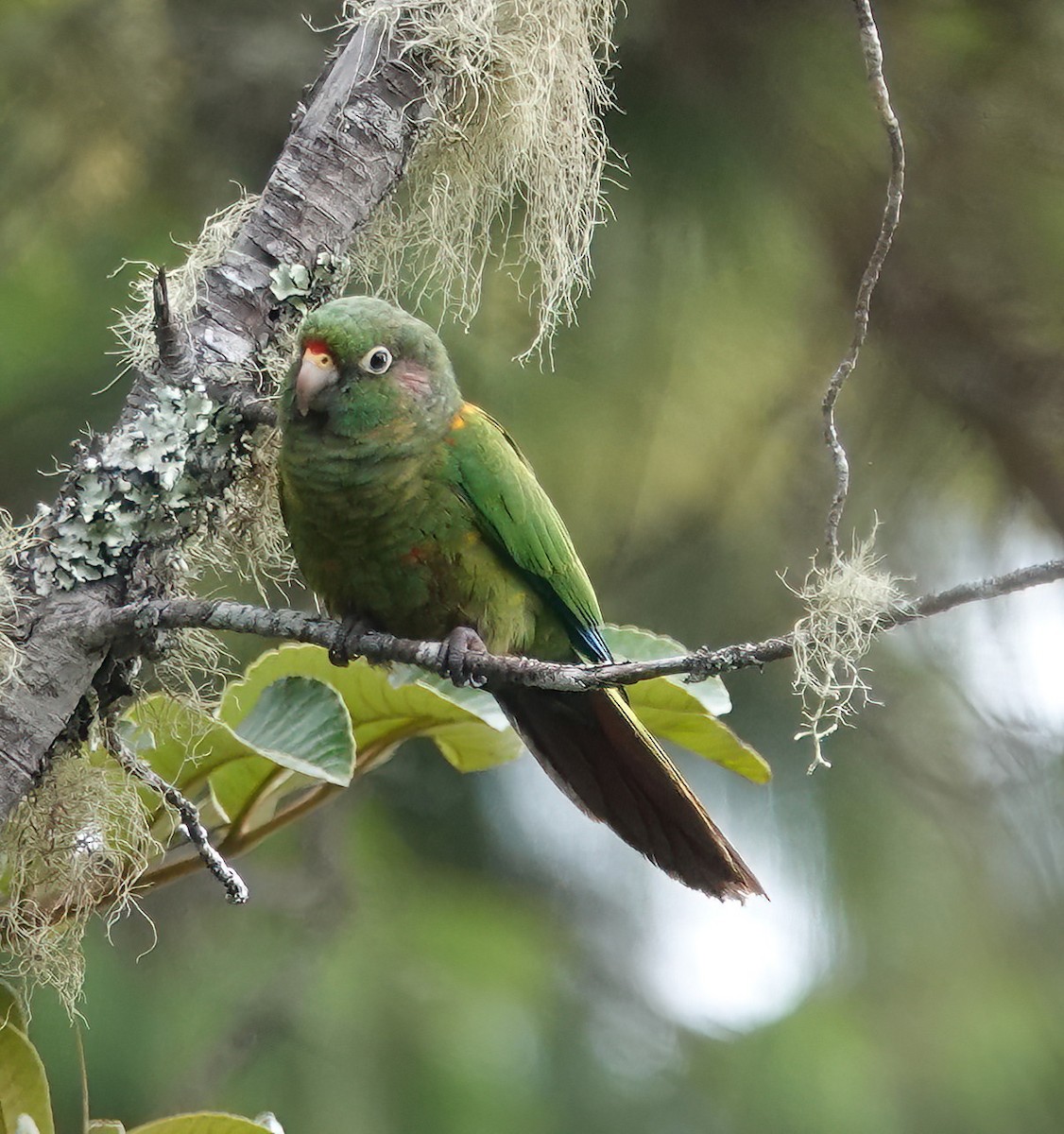 Santa Marta Parakeet - ML622366923