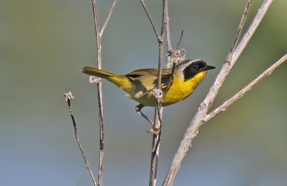 Common Yellowthroat - ML622366933