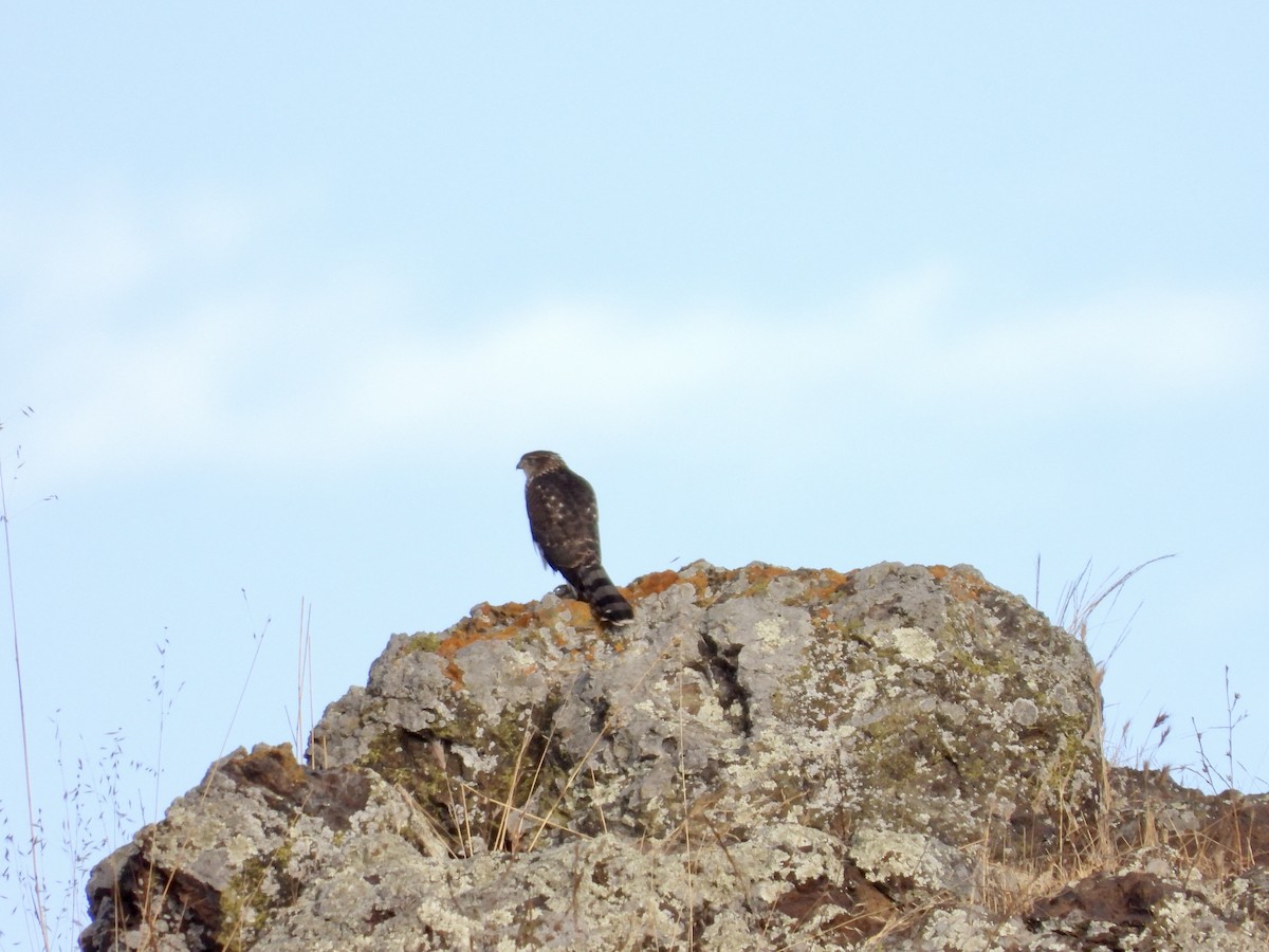 Cooper's Hawk - Christine Hogue