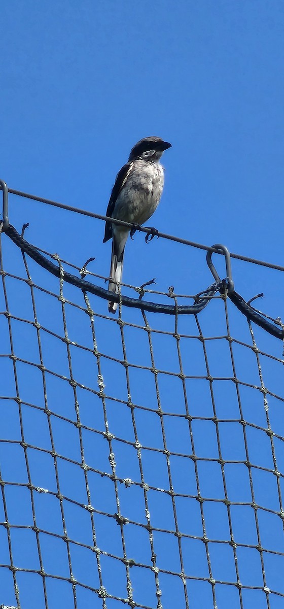 Loggerhead Shrike - ML622366939