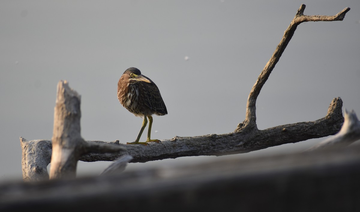 Green Heron - ML622366942