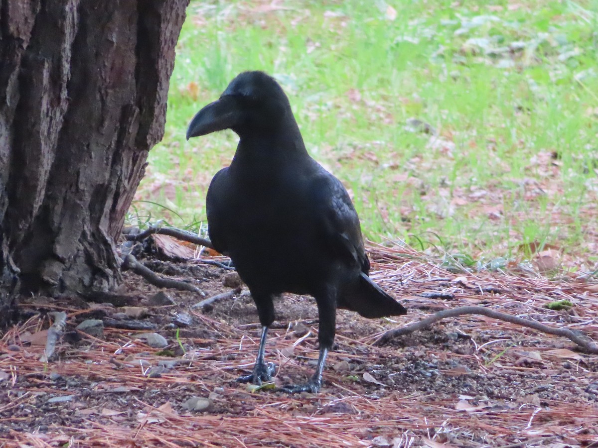 Large-billed Crow - ML622366944