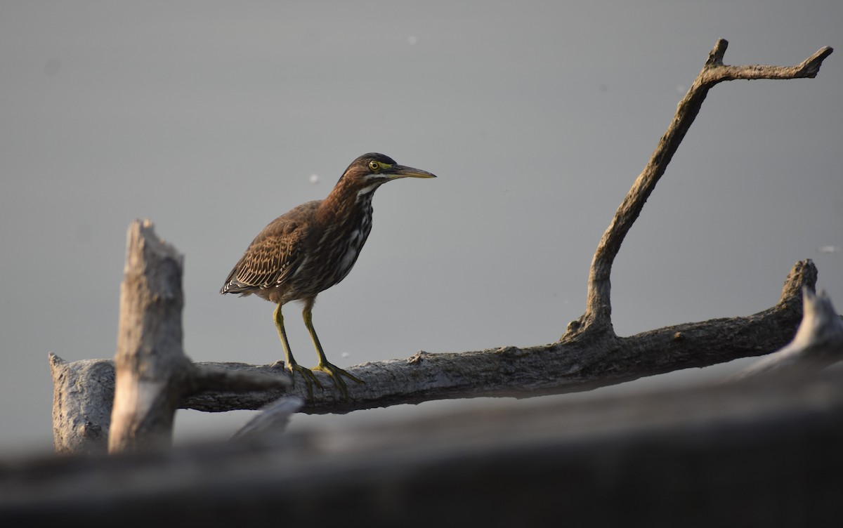 Green Heron - ML622366954