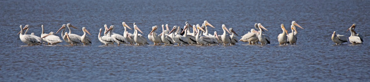 American White Pelican - ML622366975