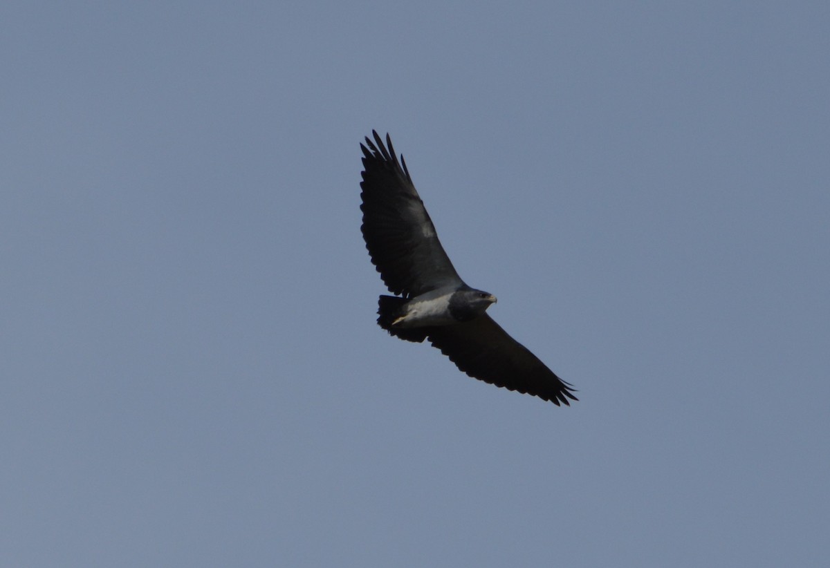 Black-chested Buzzard-Eagle - Claudia Maldonado Madrid