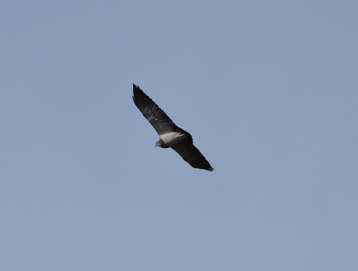 Black-chested Buzzard-Eagle - ML622367108