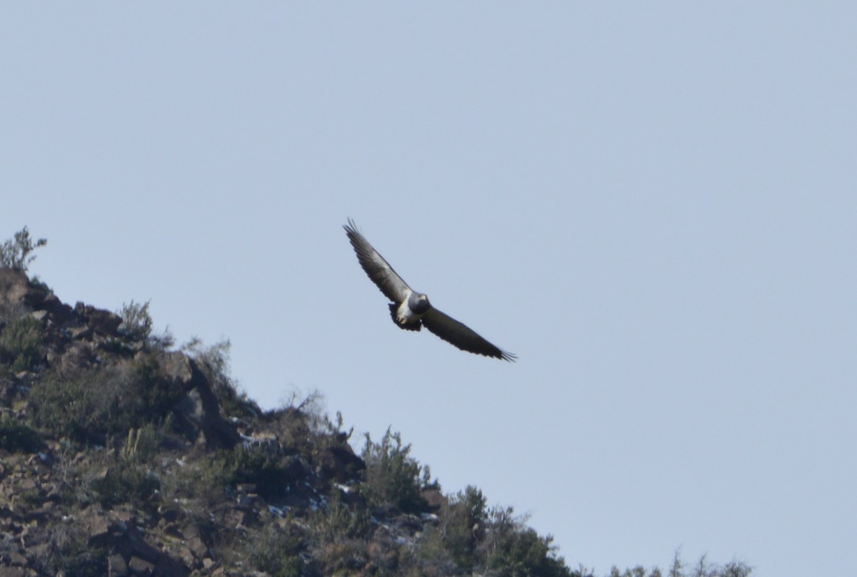 Black-chested Buzzard-Eagle - ML622367109