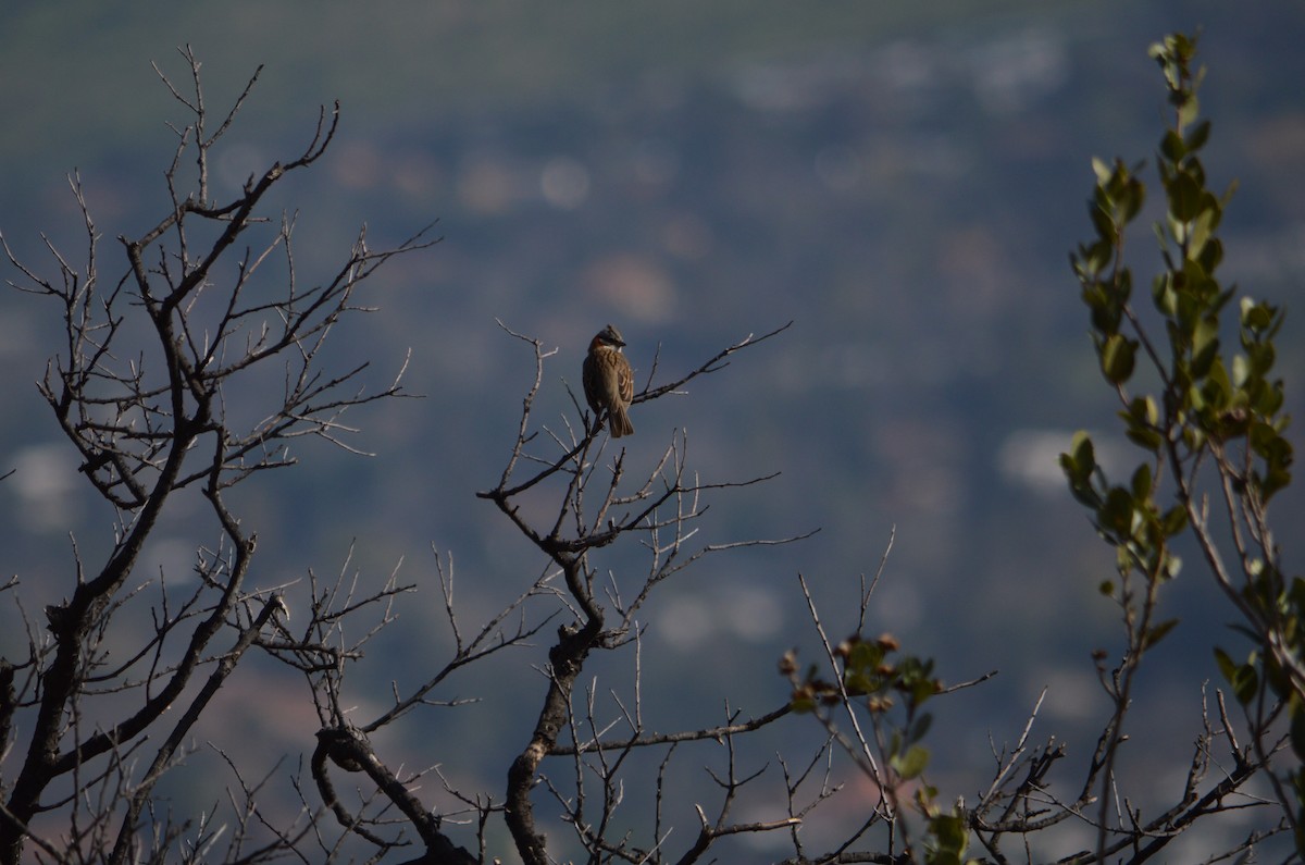 Rufous-collared Sparrow - ML622367119