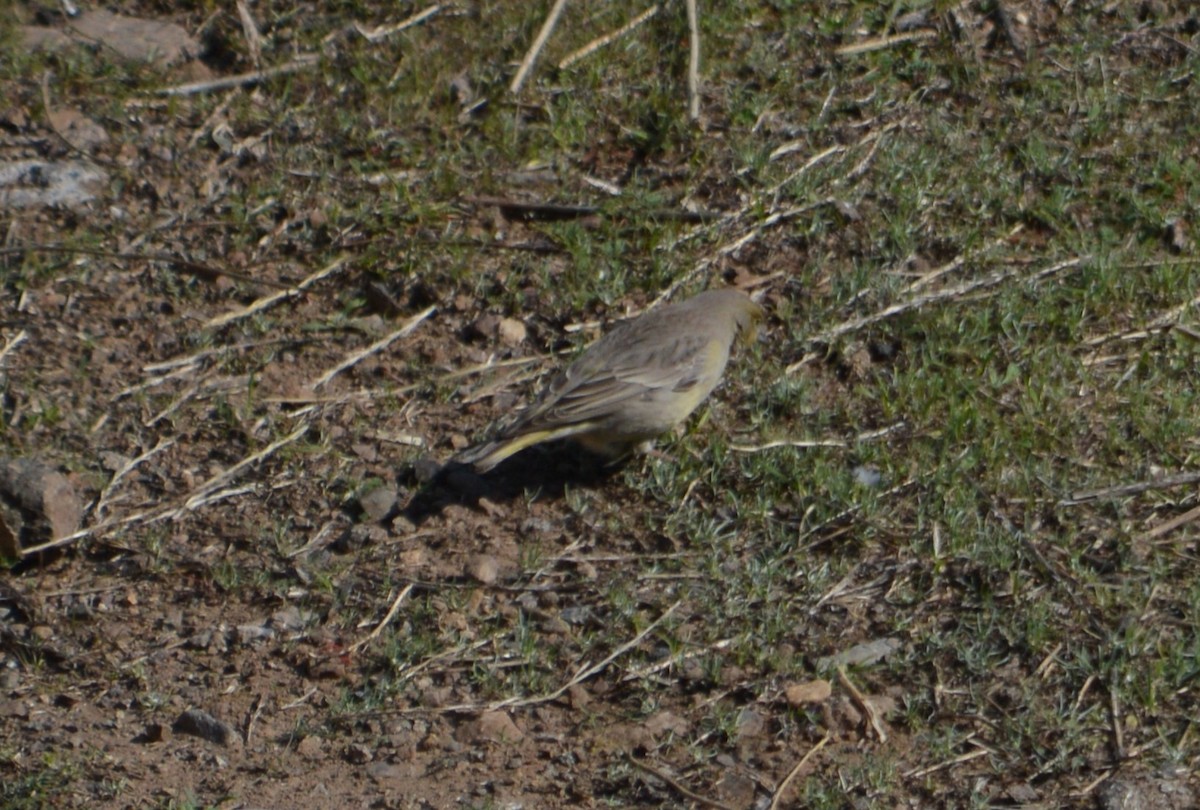 Grassland Yellow-Finch - ML622367123