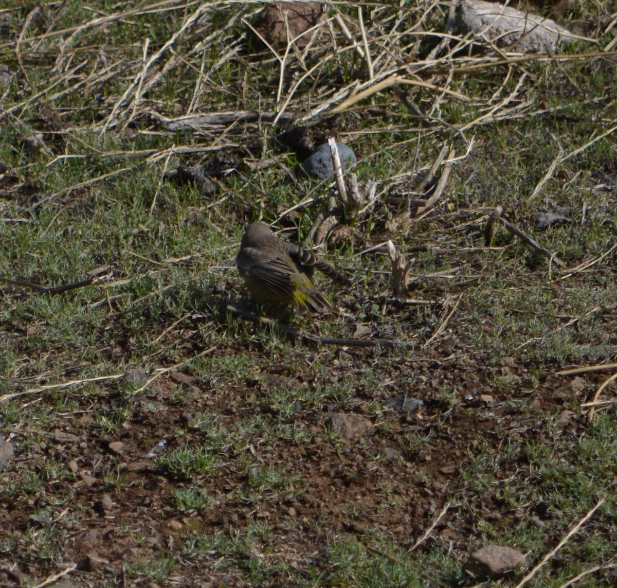 Grassland Yellow-Finch - ML622367124