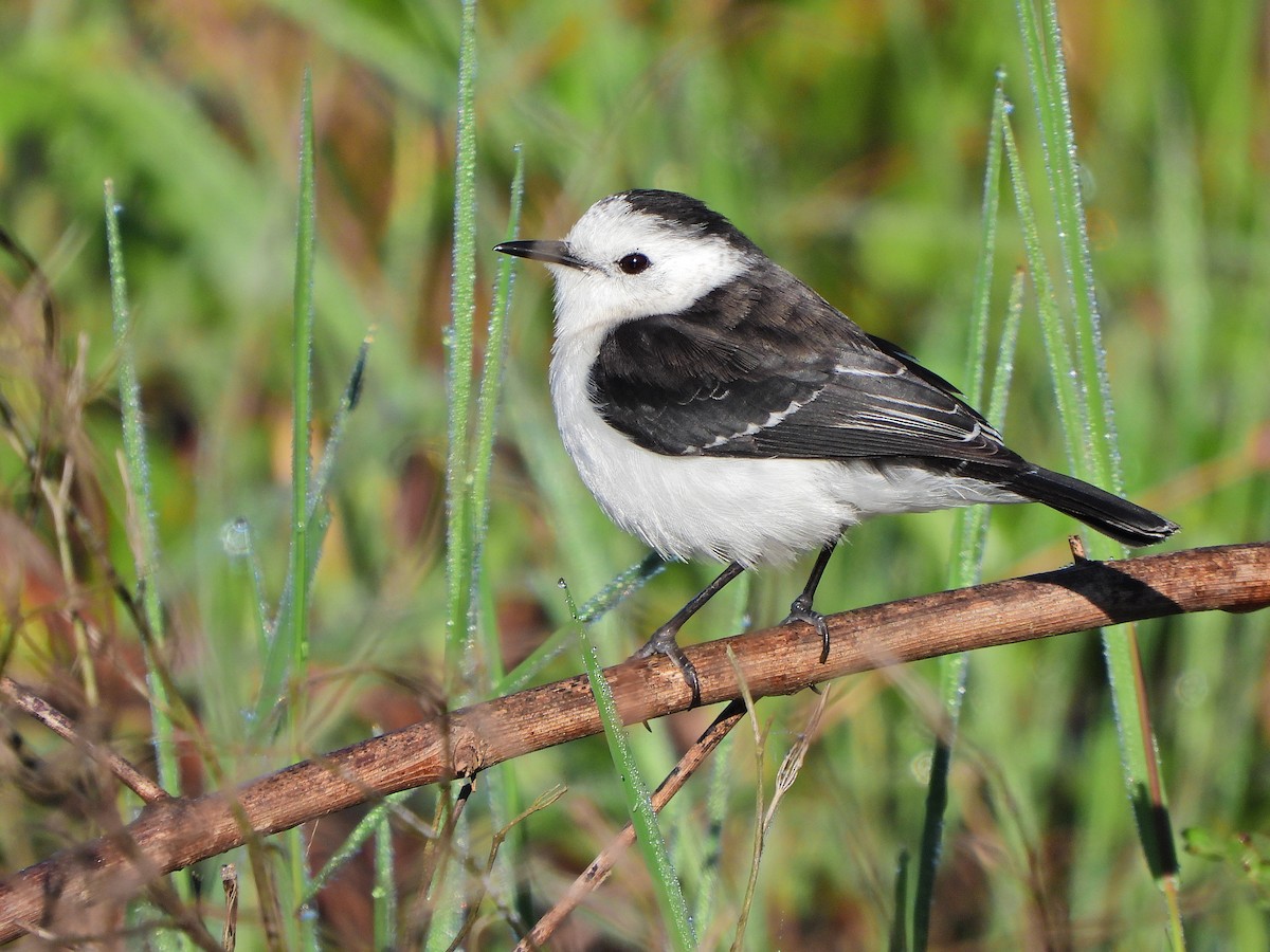 Black-backed Water-Tyrant - ML622367149