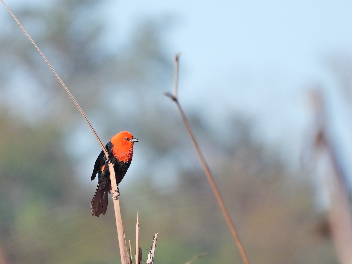 Scarlet-headed Blackbird - ML622367163