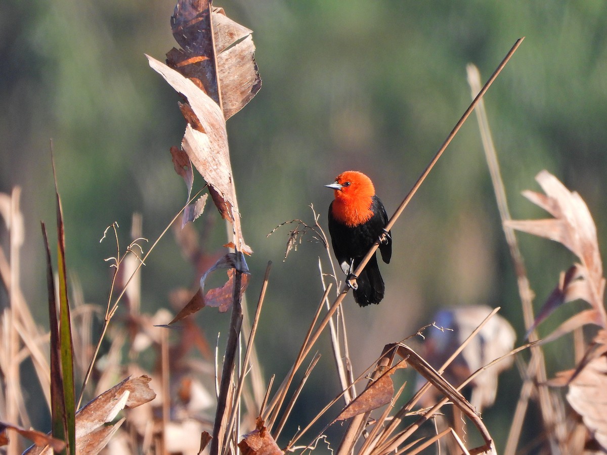 Scarlet-headed Blackbird - ML622367170