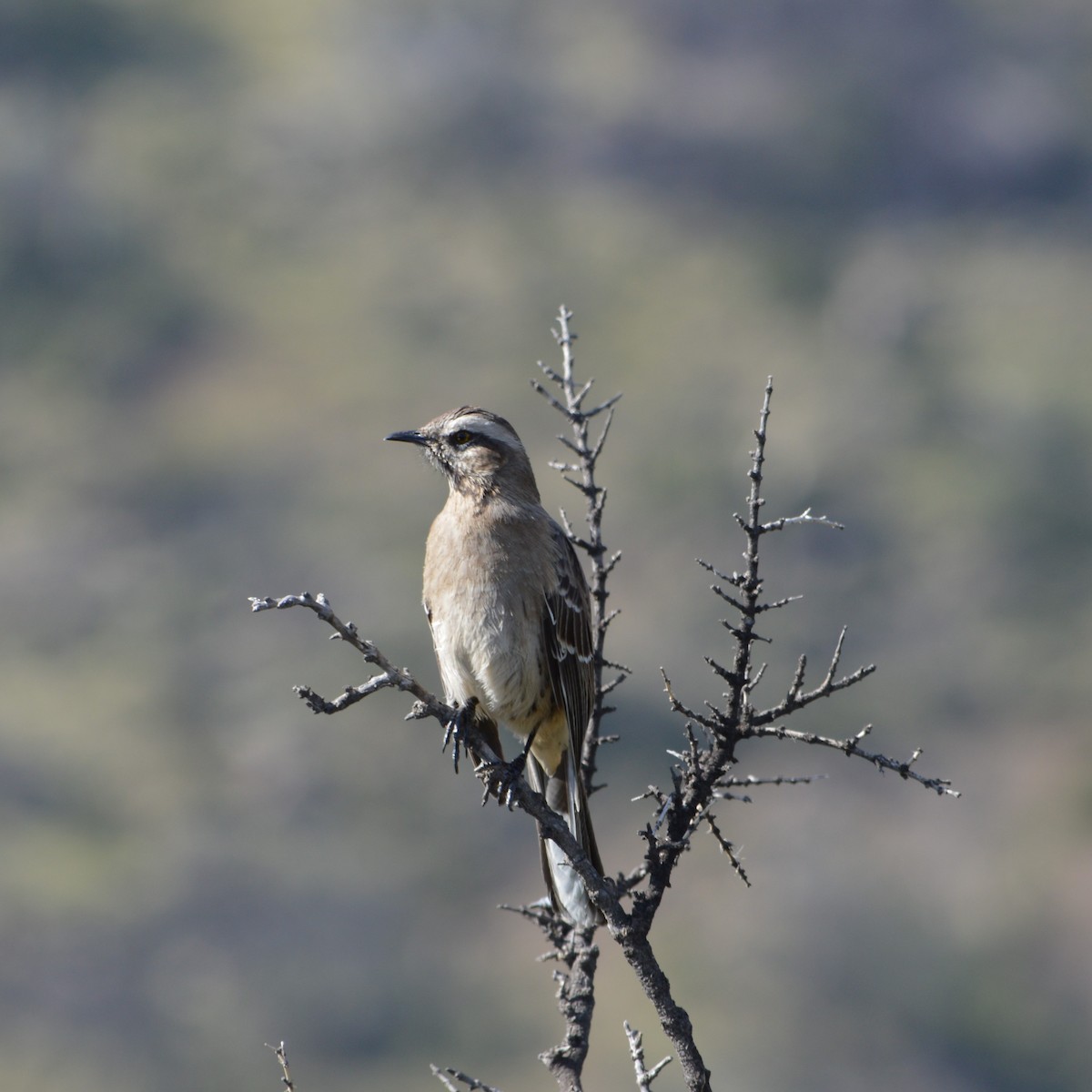 Chilean Mockingbird - ML622367183