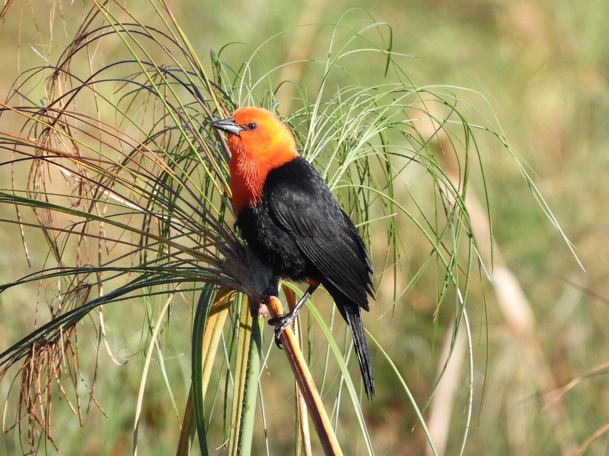 Scarlet-headed Blackbird - ML622367192