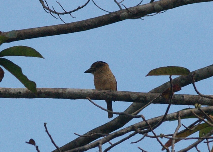 Barred Puffbird - ML622367193