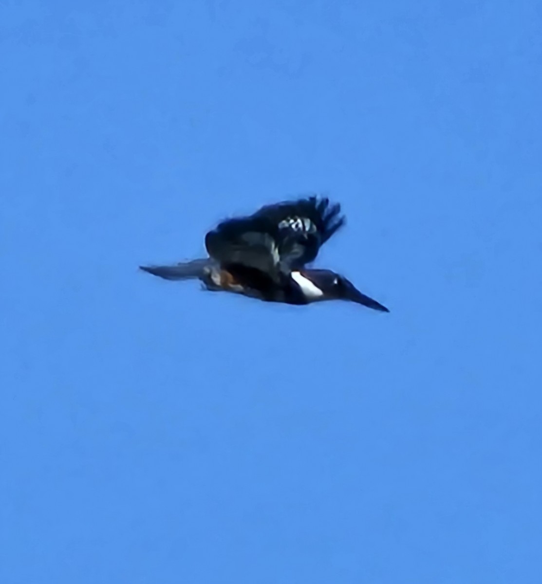 Belted Kingfisher - ML622367221