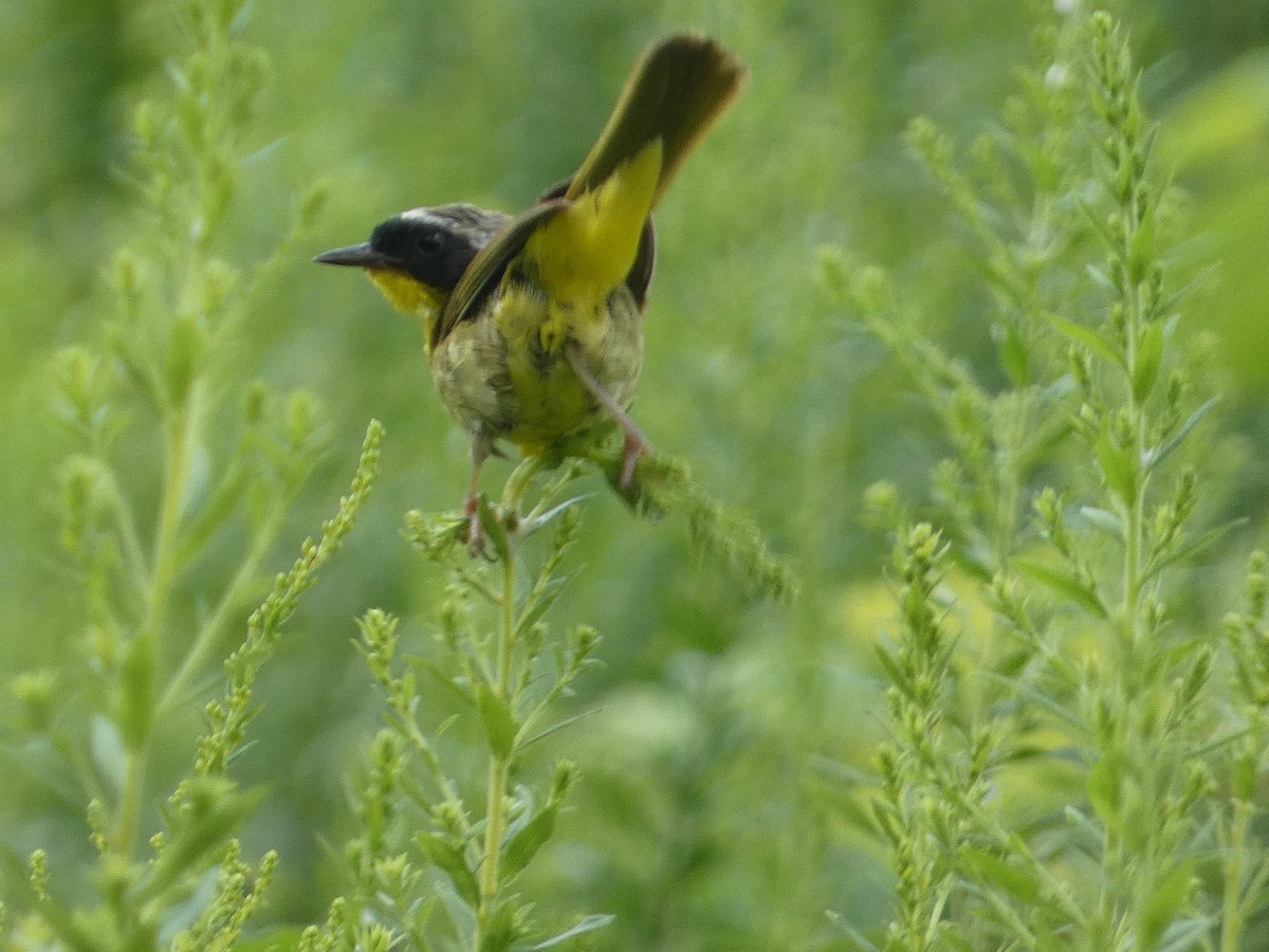 Common Yellowthroat - ML622367226