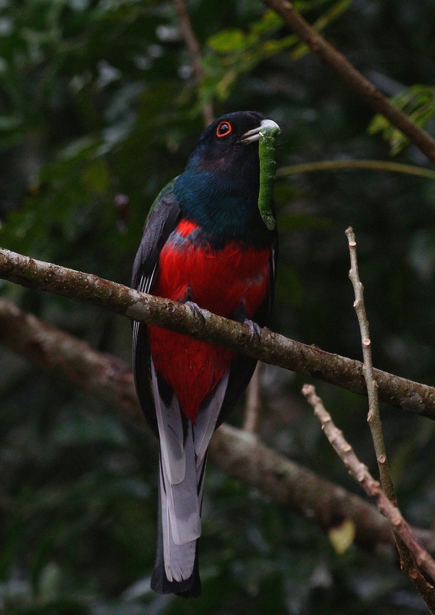 Surucua Trogon - ML622367246