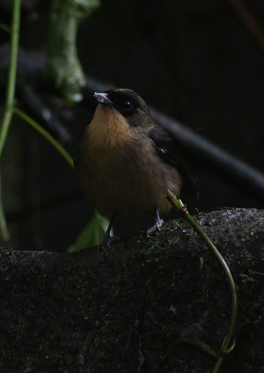 Black-goggled Tanager - ML622367263