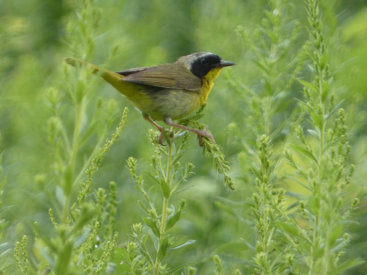 Common Yellowthroat - ML622367270