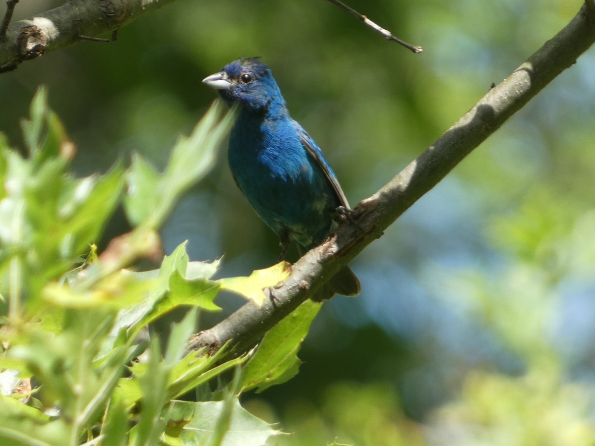 Indigo Bunting - ML622367287