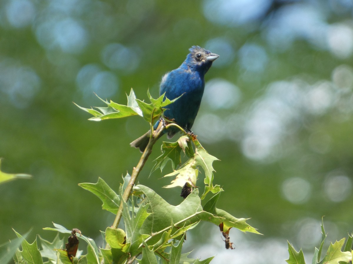 Indigo Bunting - ML622367288