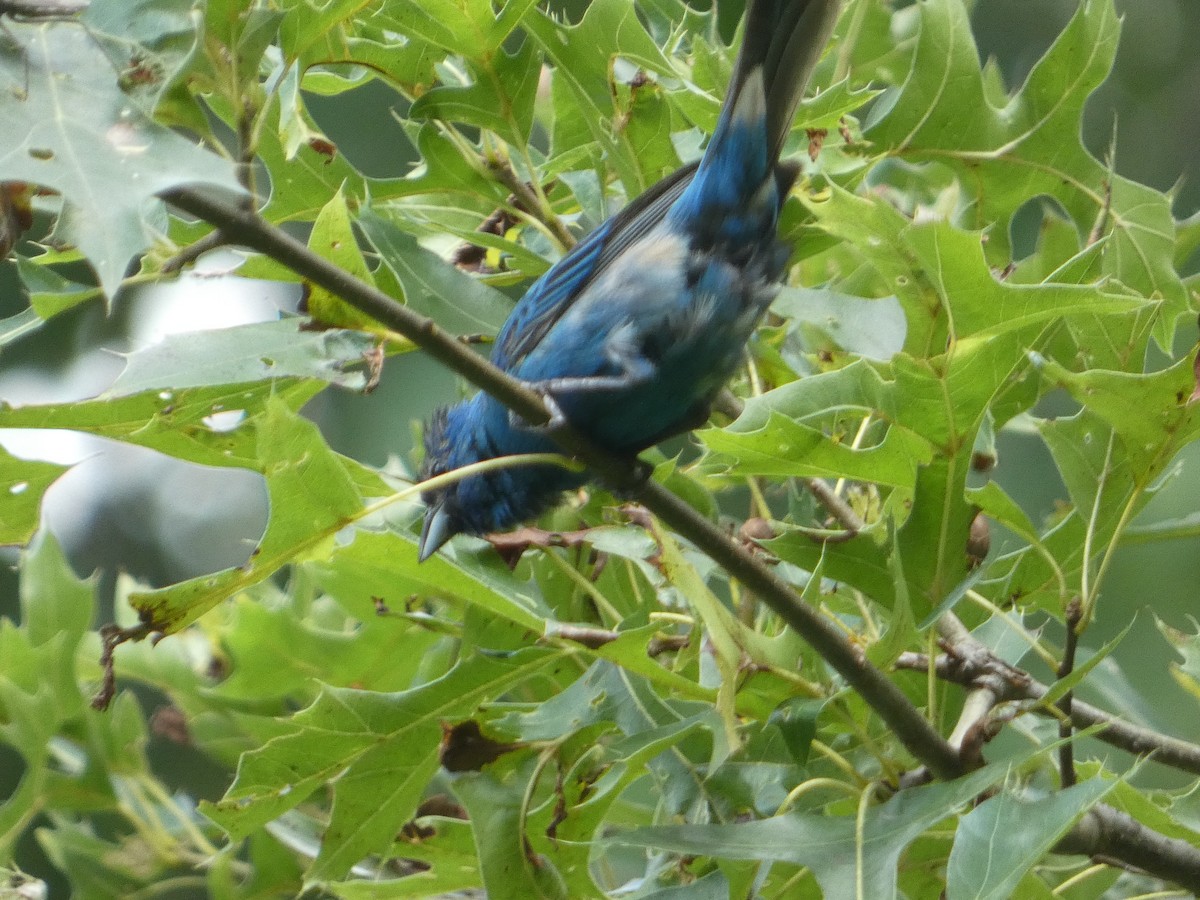 Indigo Bunting - ML622367289