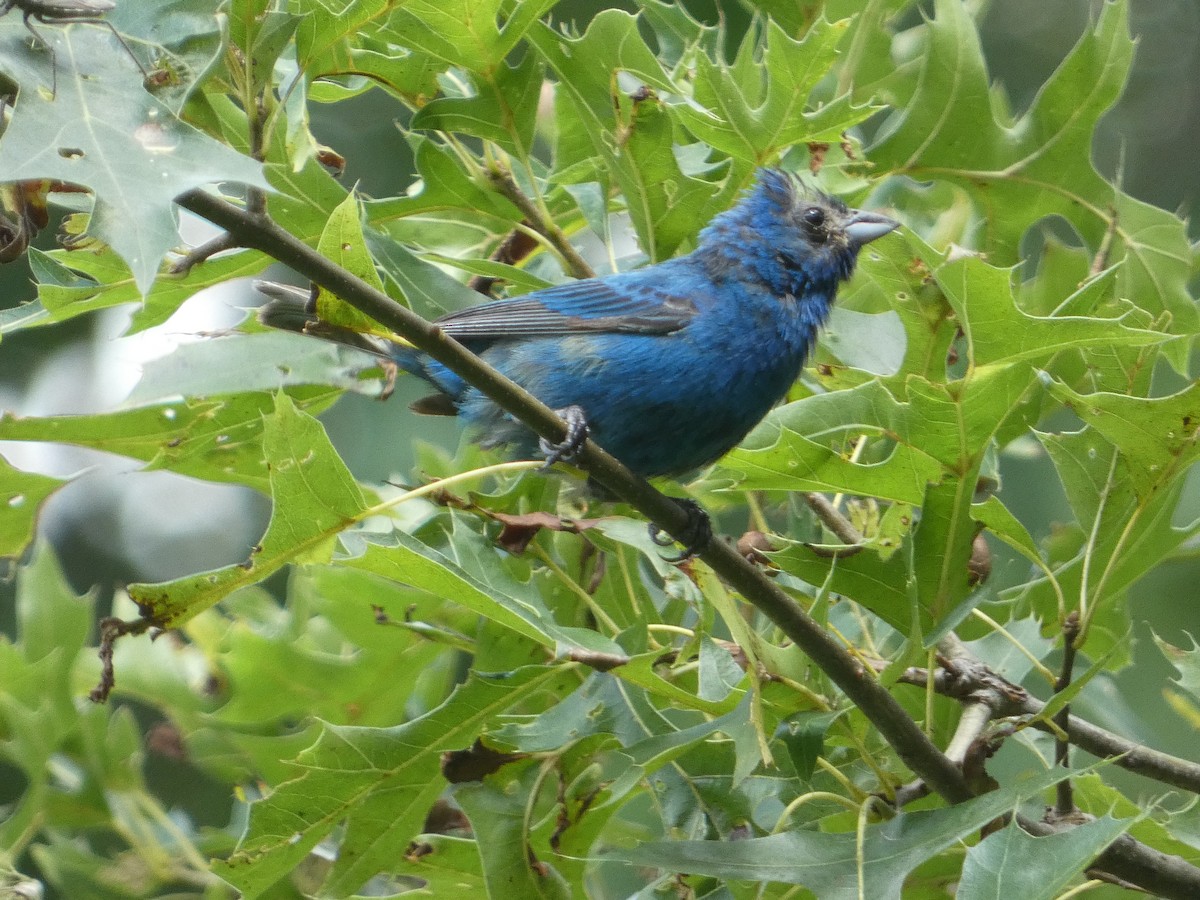 Indigo Bunting - ML622367290