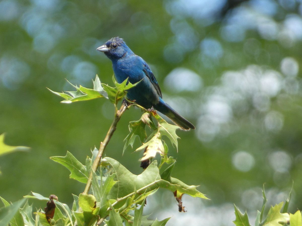 Indigo Bunting - ML622367291