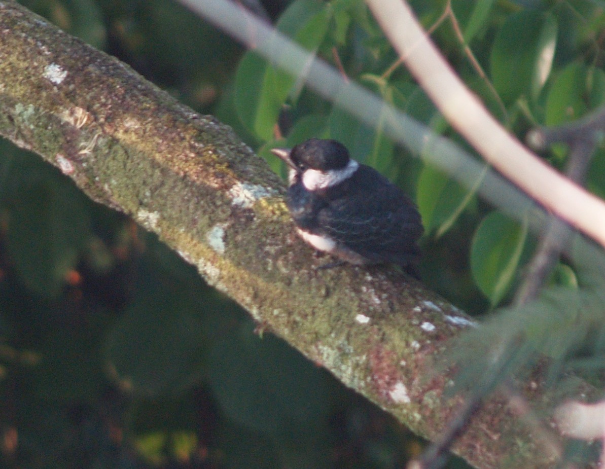 Black-breasted Puffbird - ML622367333