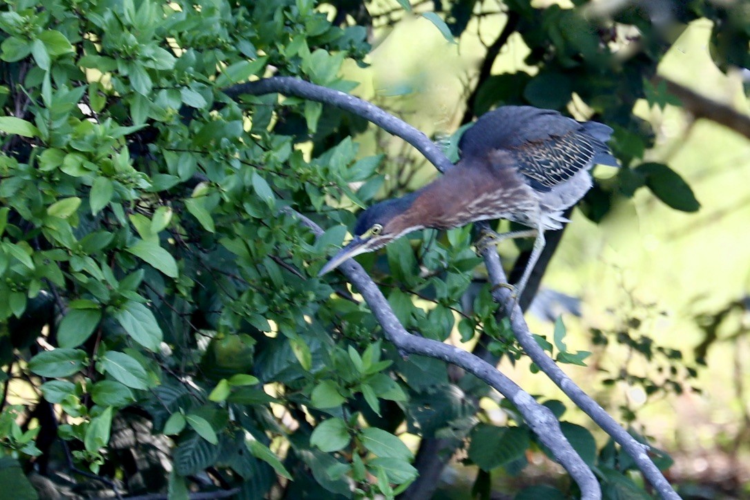 Green Heron - ML622367351