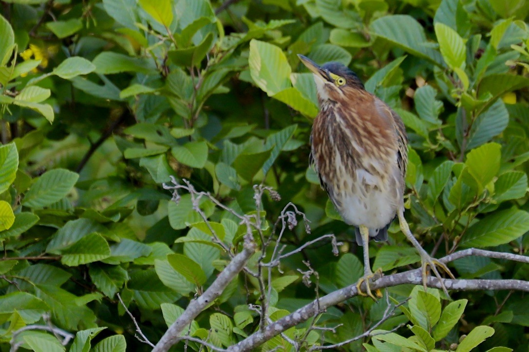 Green Heron - ML622367353