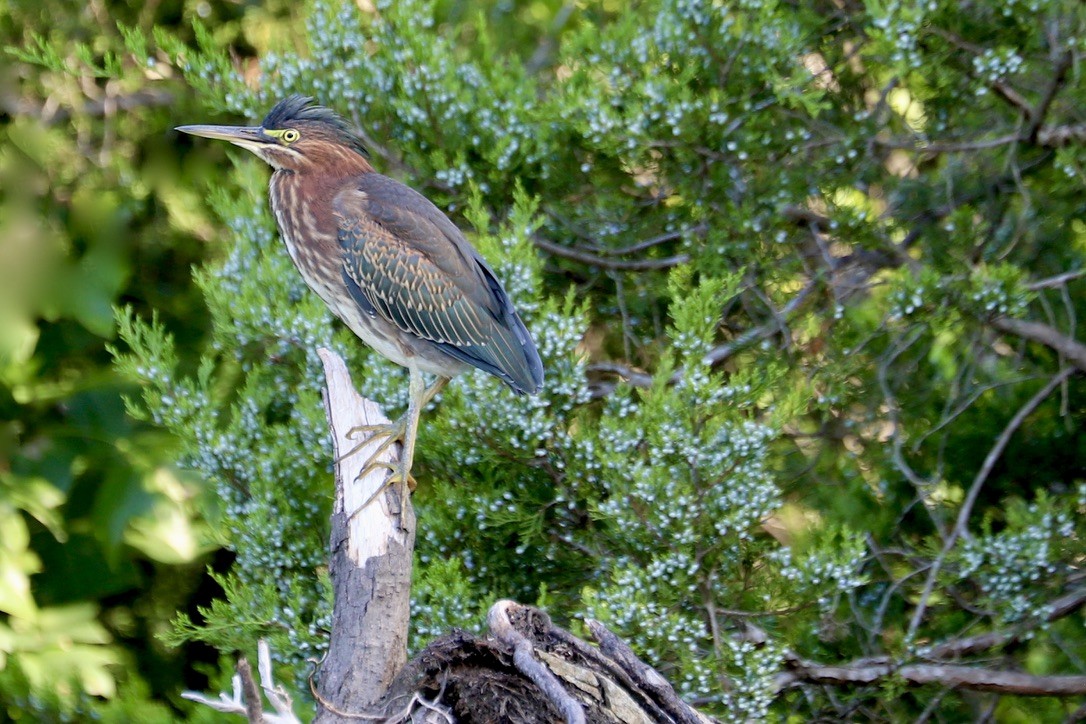 Green Heron - ML622367354