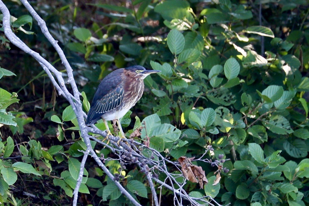 Green Heron - ML622367355