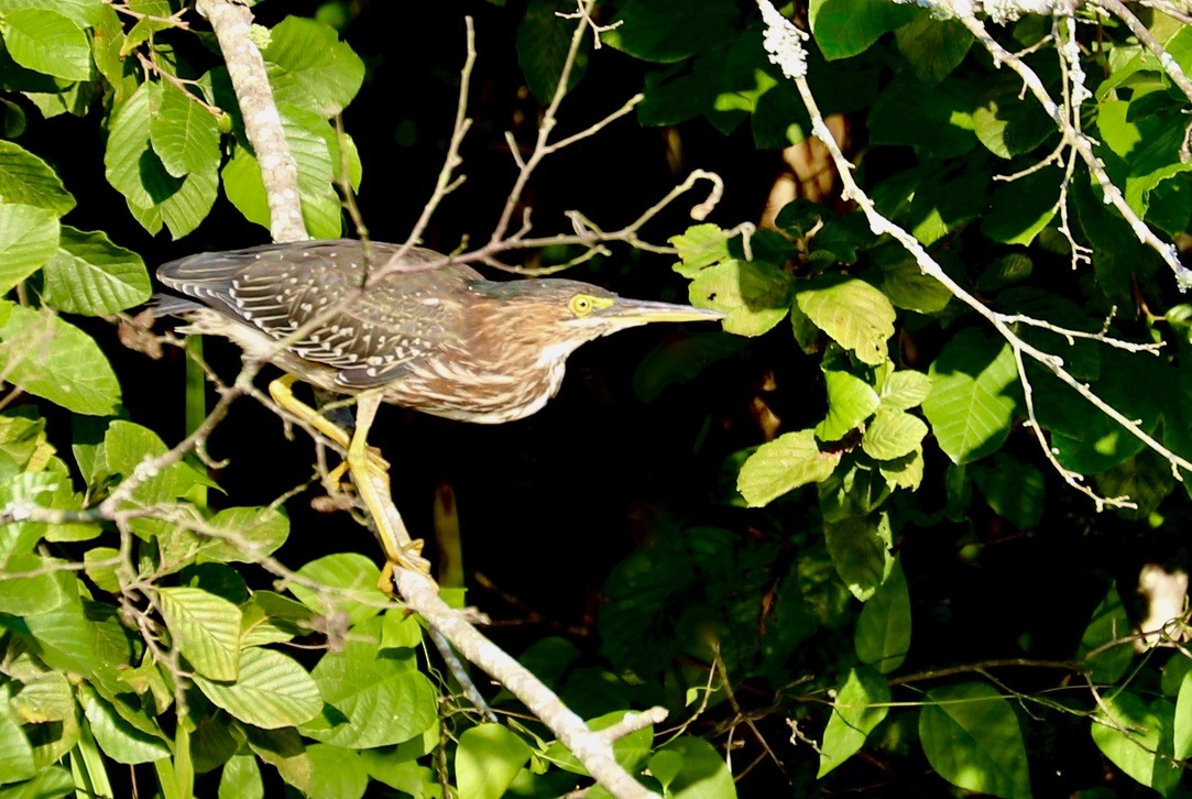 Green Heron - ML622367356