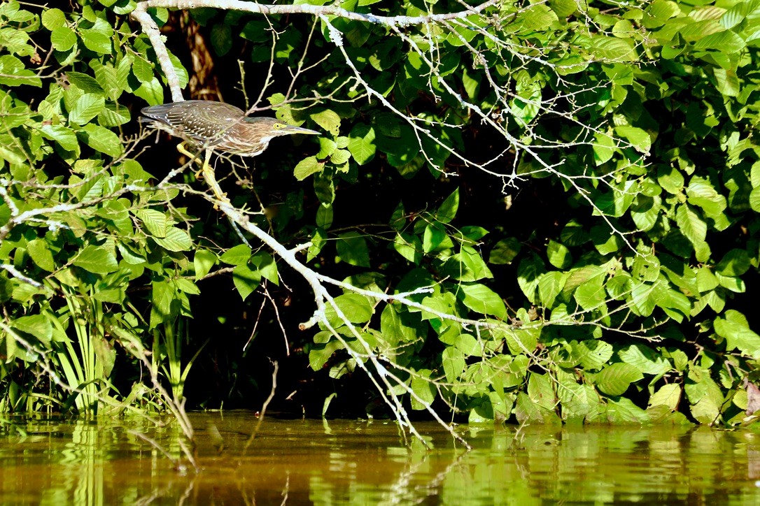 Green Heron - ML622367357