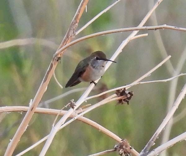 Colibrí Rufo - ML622367431