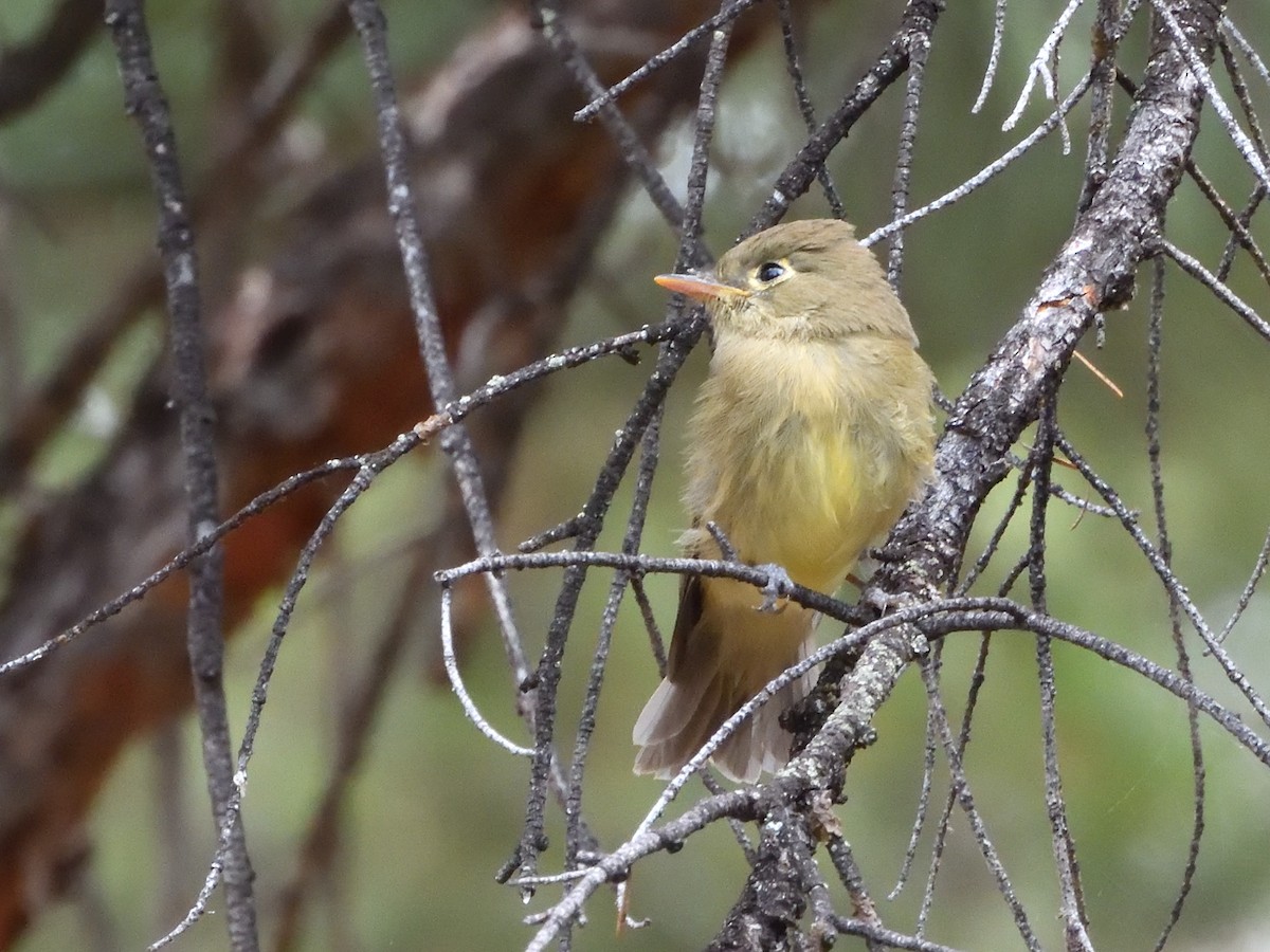 Western Flycatcher - ML622367490