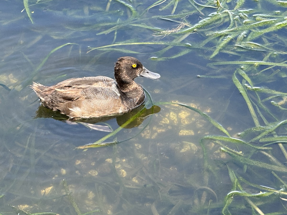 Lesser Scaup - ML622367498