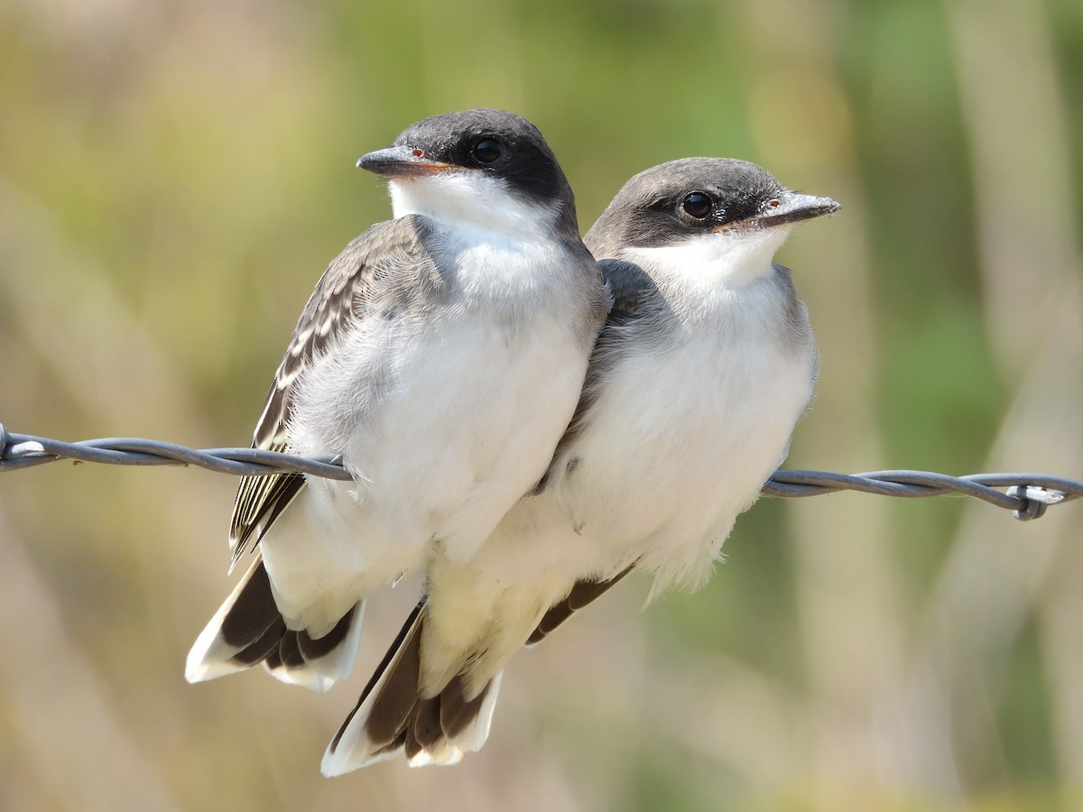 Eastern Kingbird - ML622367509