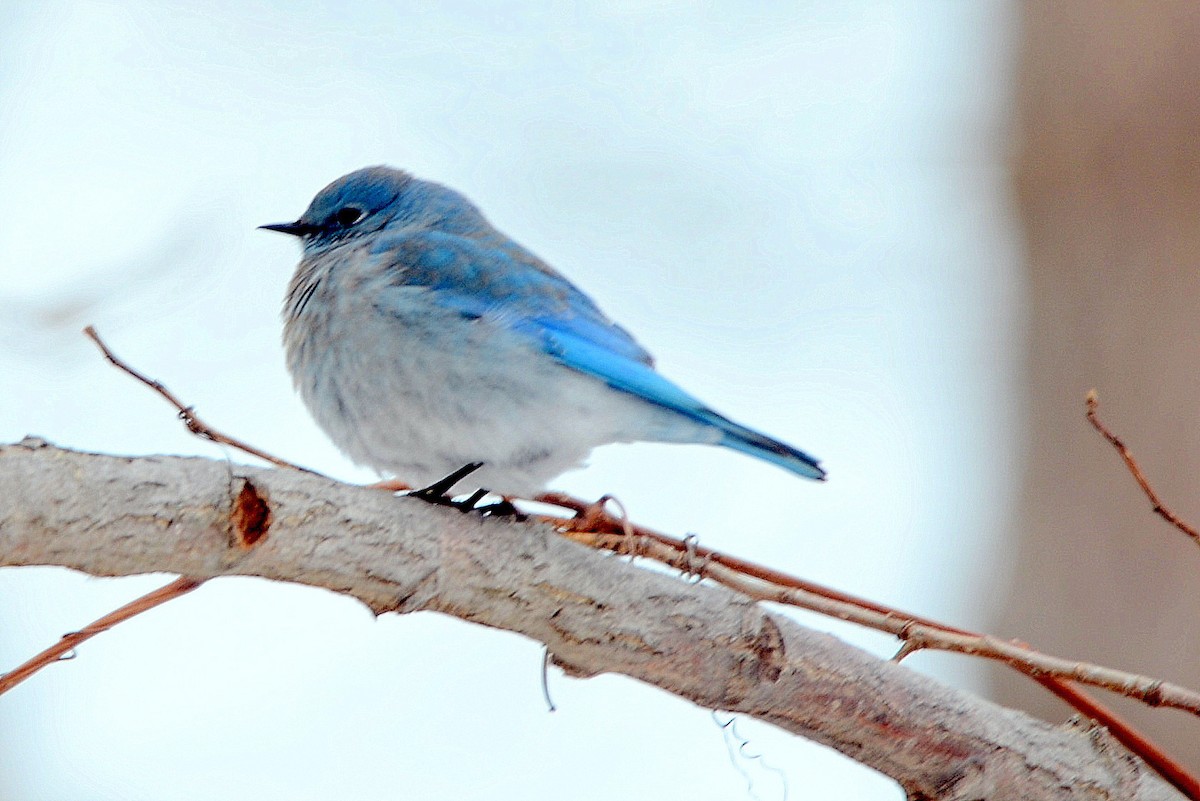 Mountain Bluebird - ML622367519