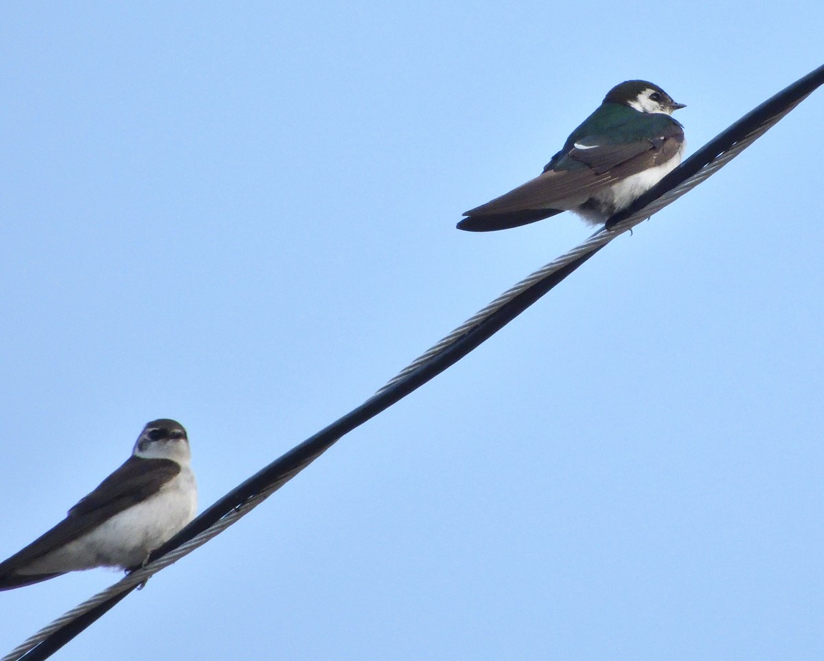 Violet-green Swallow - Grant Hokit