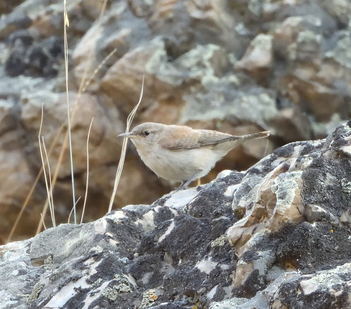 Rock Wren - ML622367540